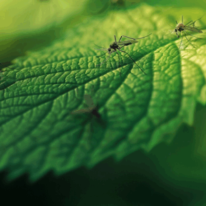 Insecticida Natural a Base de Neem