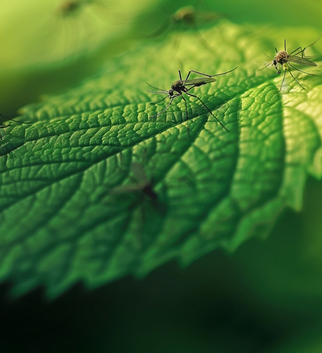 Insecticida Natural a Base de Neem